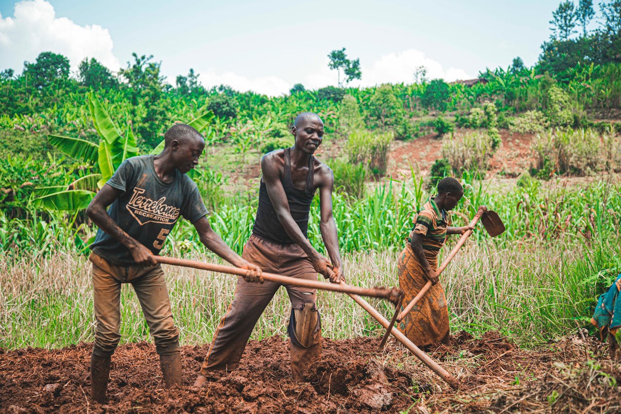 ours-journey Three farmers manually plowing fields in a vibrant rural setting, showcasing teamwork and agriculture.