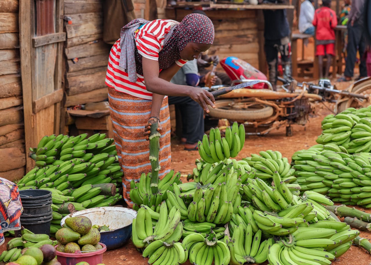 contact-img A woman arranging fresh green bananas at a bustling market in Taraba, Nigeria.